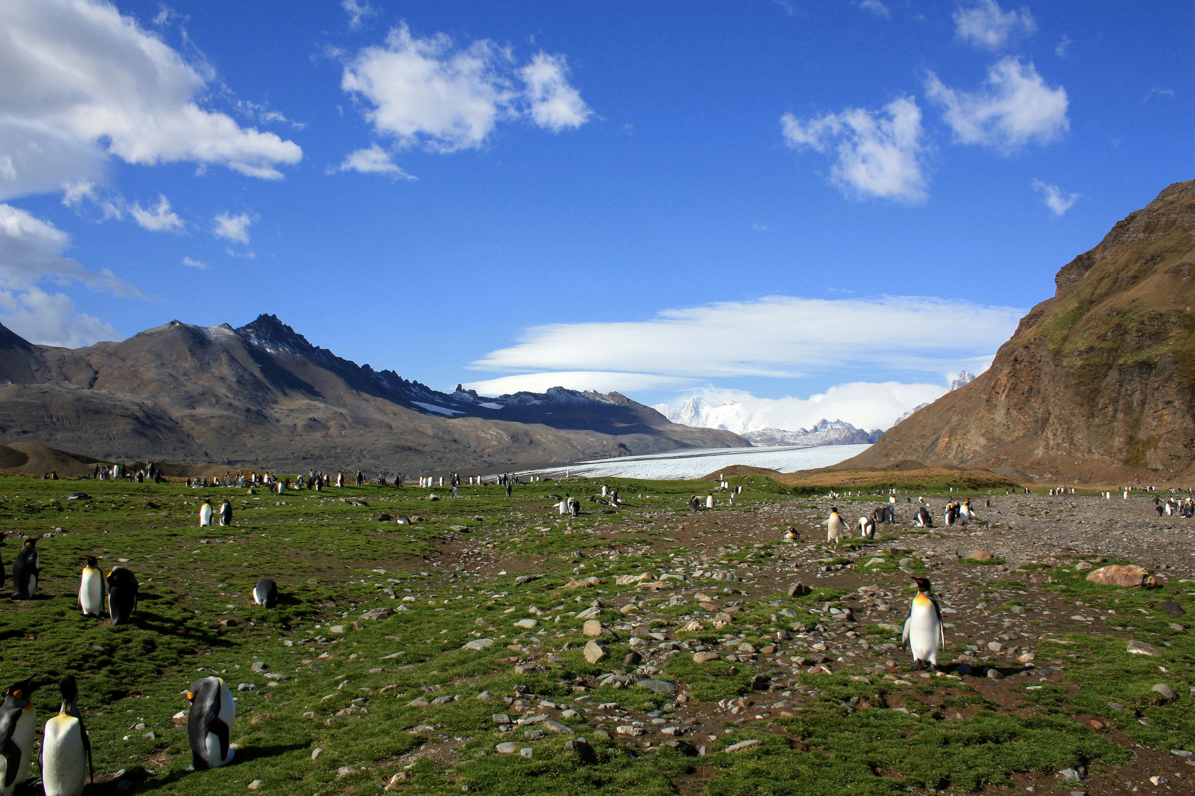 fortuna bay, south georgia (2).webp